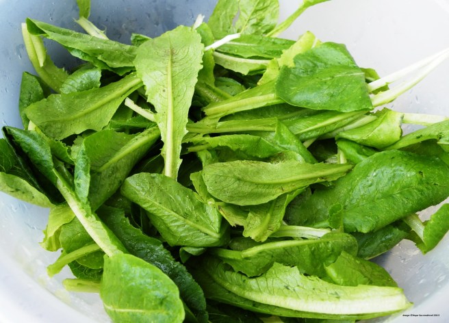 Freshly-picked Greens - Copy