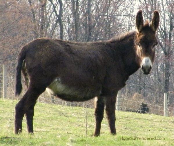 Donkey.HS