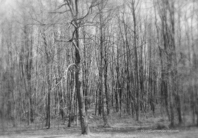 NakedForest.HS.1.5 - Copy